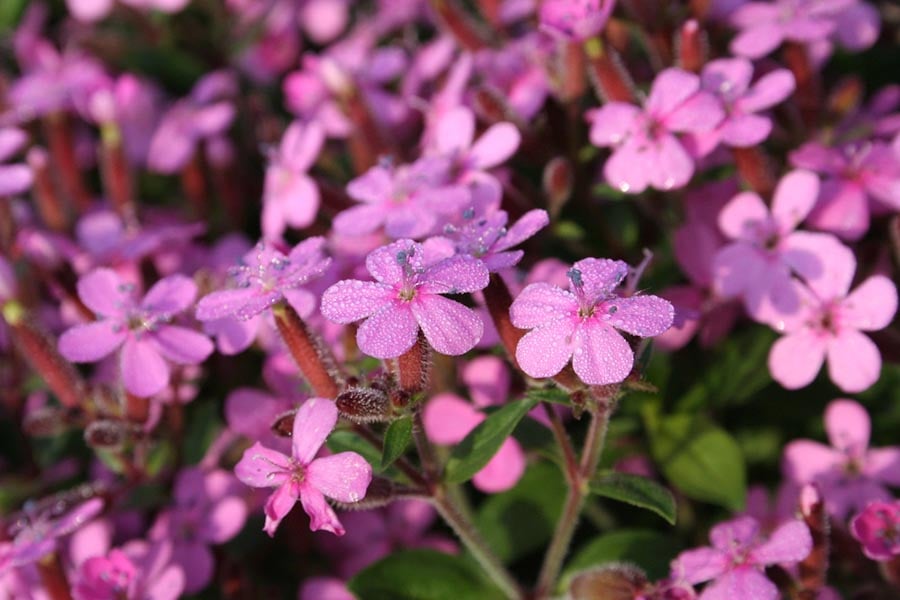 Сапунче, сапонария, цвете, розово.