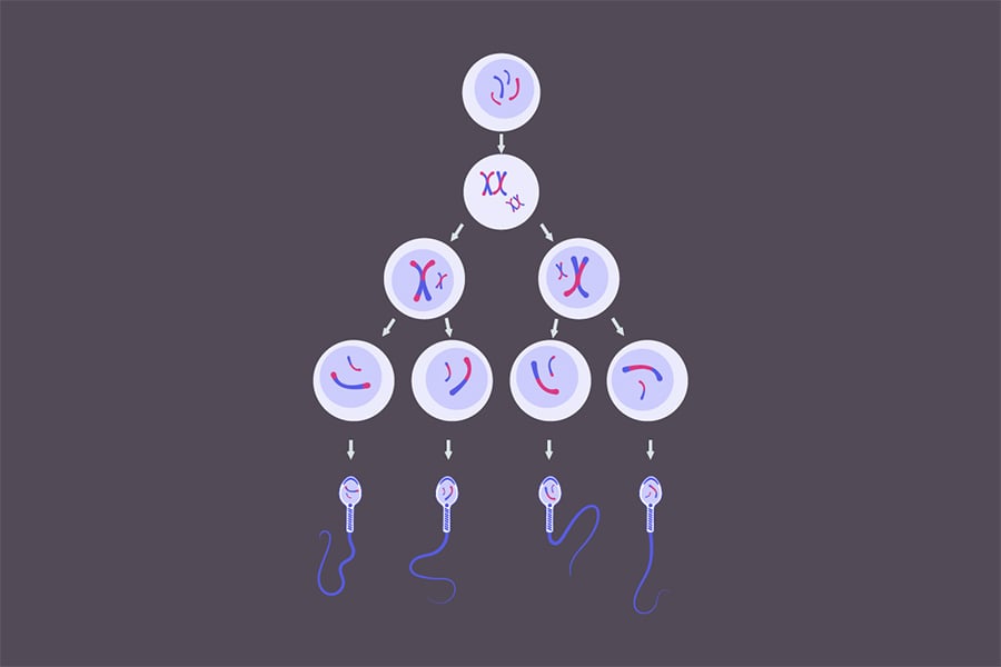 spermatogeneza Сперматогенеза.