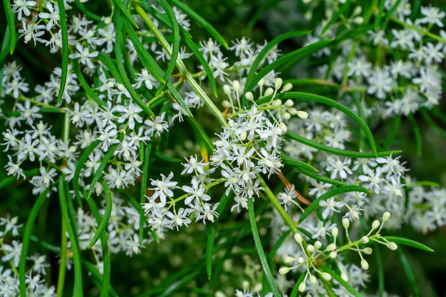 Билка шатавари