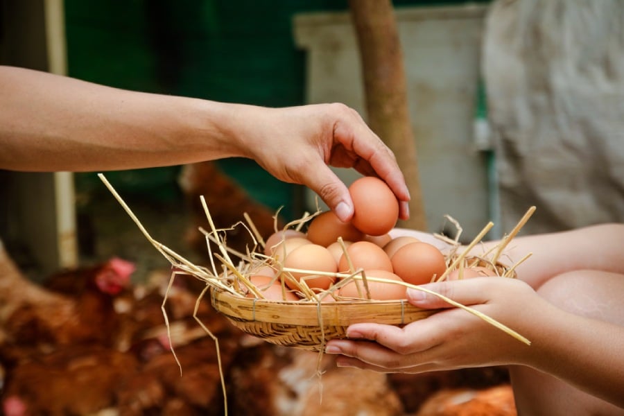 Видове фосфолипиди и действието им в организма 7 Фосфолипиди в яйцата