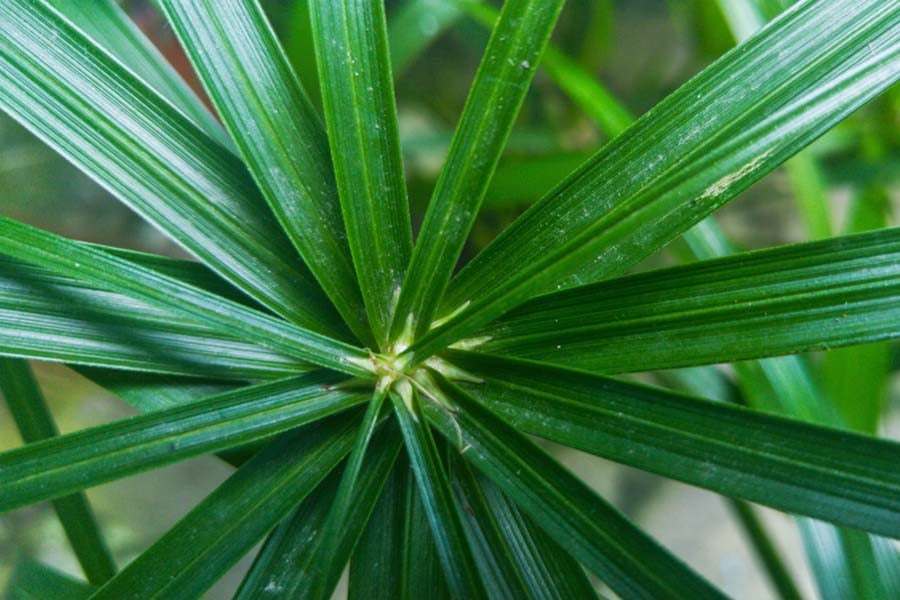 5 лечебни билки за простата 6 билки за простата