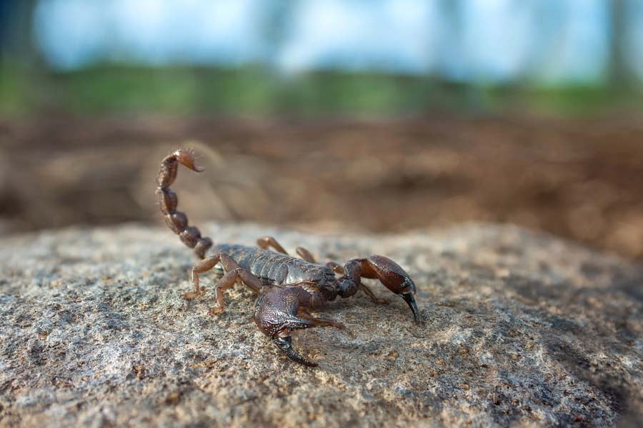 скорпионова отрова