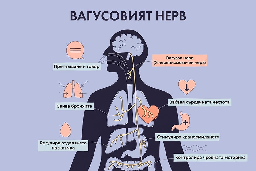 Вагусов нерв