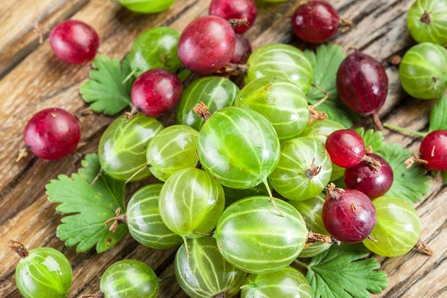 цариградско грозде