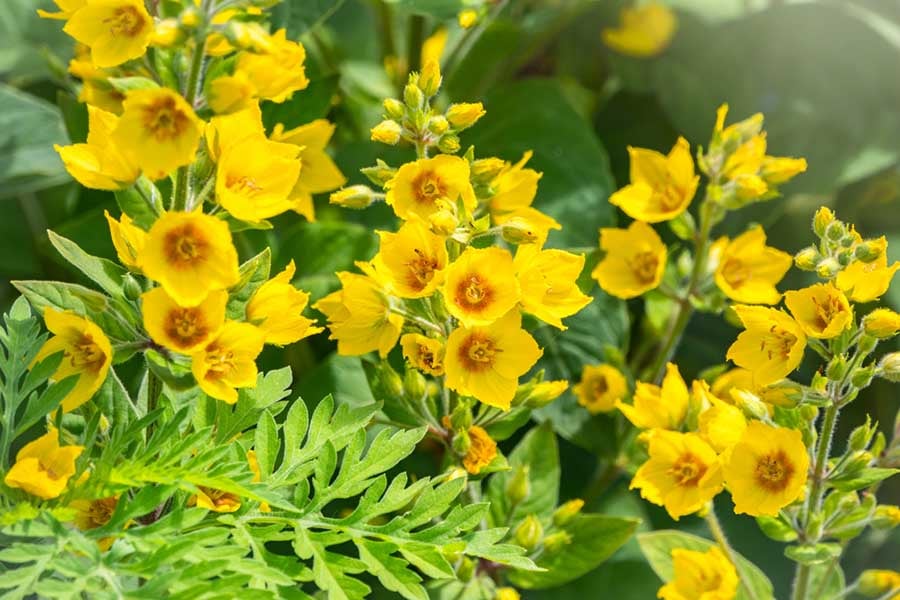 6 лечебни билки за жлъчка 10 билки за жлъчка, ленивче