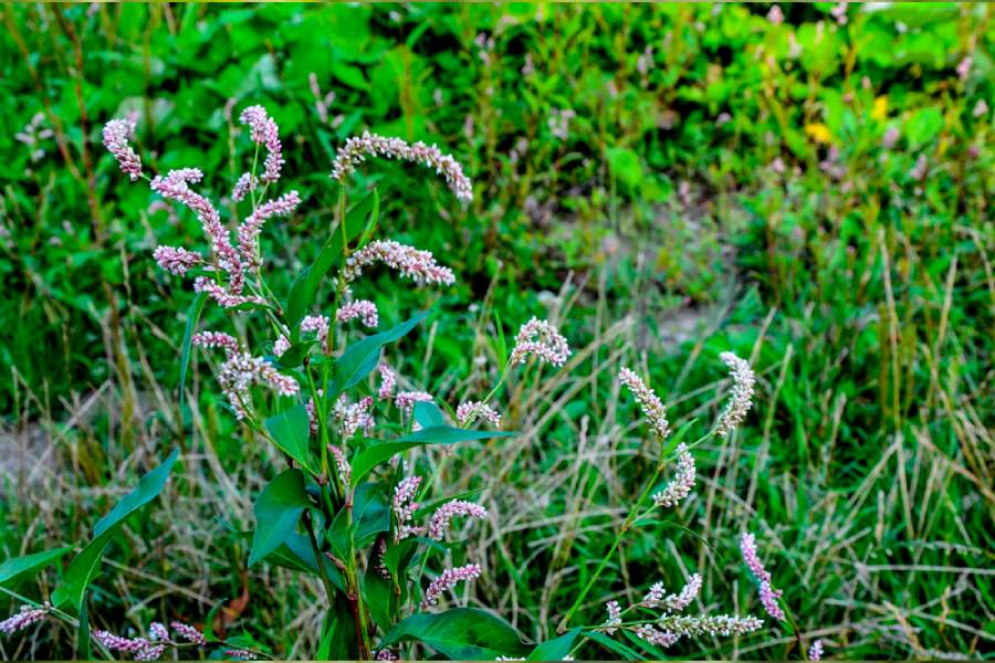 Водно пипериче: свойства и предимства на водния пипер 6 Водно пипериче около мочурище