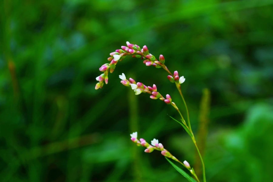 Водно пипериче: свойства и предимства на водния пипер 8 Водно пипериче