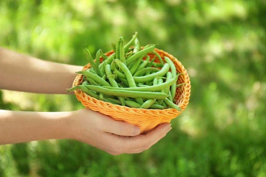 зелен боб, употреба