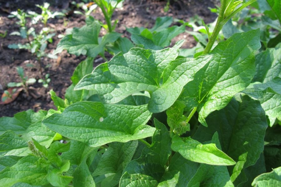 Билката чувен: природен лек за бъбречни проблеми 9 Билка чувен