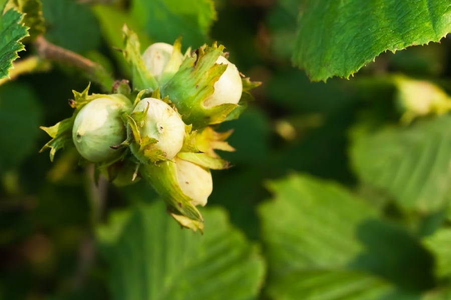 Билката леска