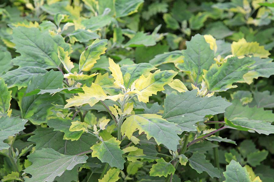 Билката чувен: природен лек за бъбречни проблеми 10 чувен