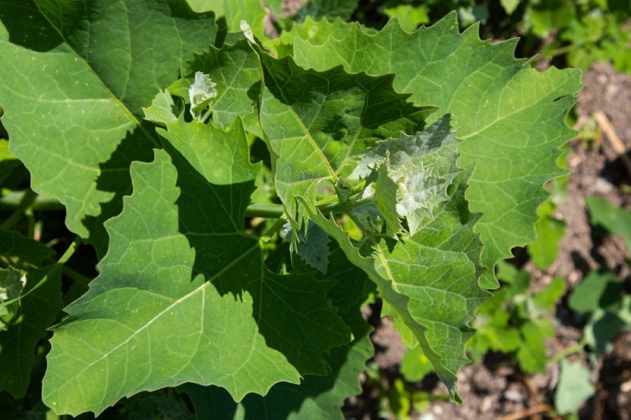 Билката чувен: природен лек за бъбречни проблеми 11 Чувен, растение