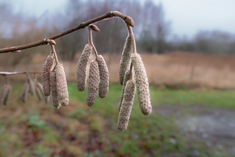 Леска, мъжки цветя