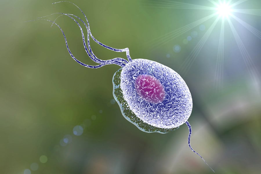 бяло течение, трихомониаза