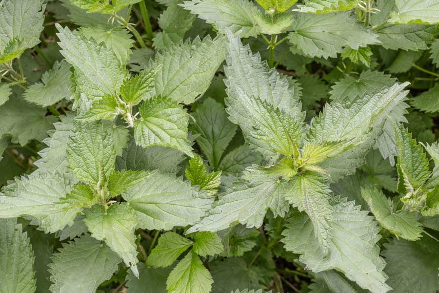 печен омлет с коприва