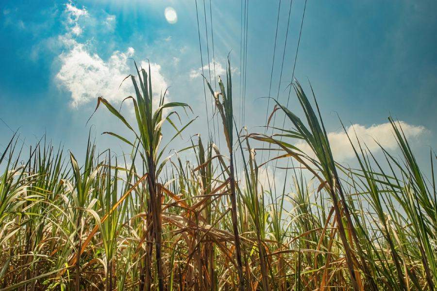 Поле със захарна тръстика.