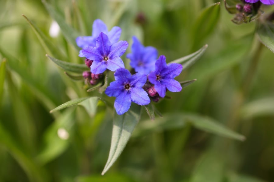 Птиче просо, синьо