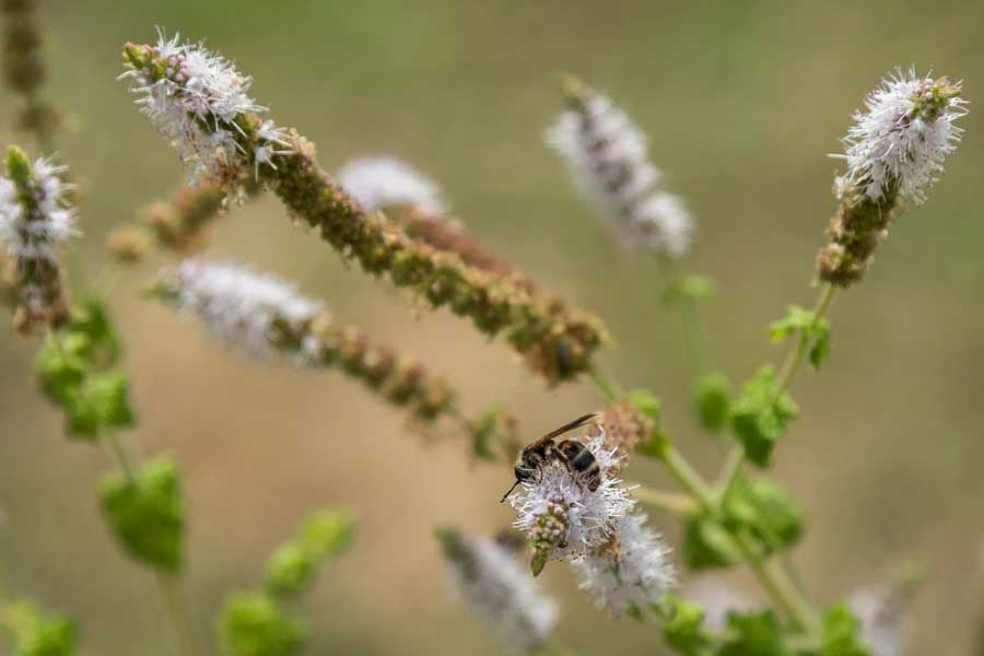 Черен кохош - билка за облекчаване на менопаузата 11 черен кохош