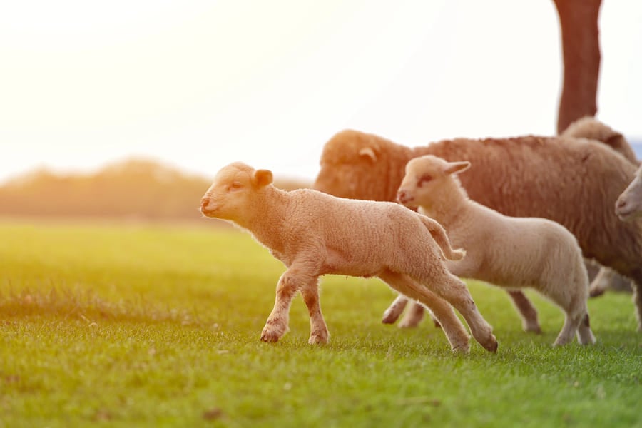 какво не се прави на гергьовден