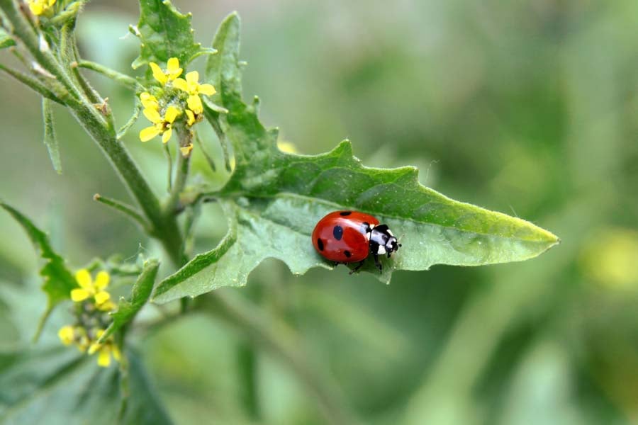 лечебна мъдрица