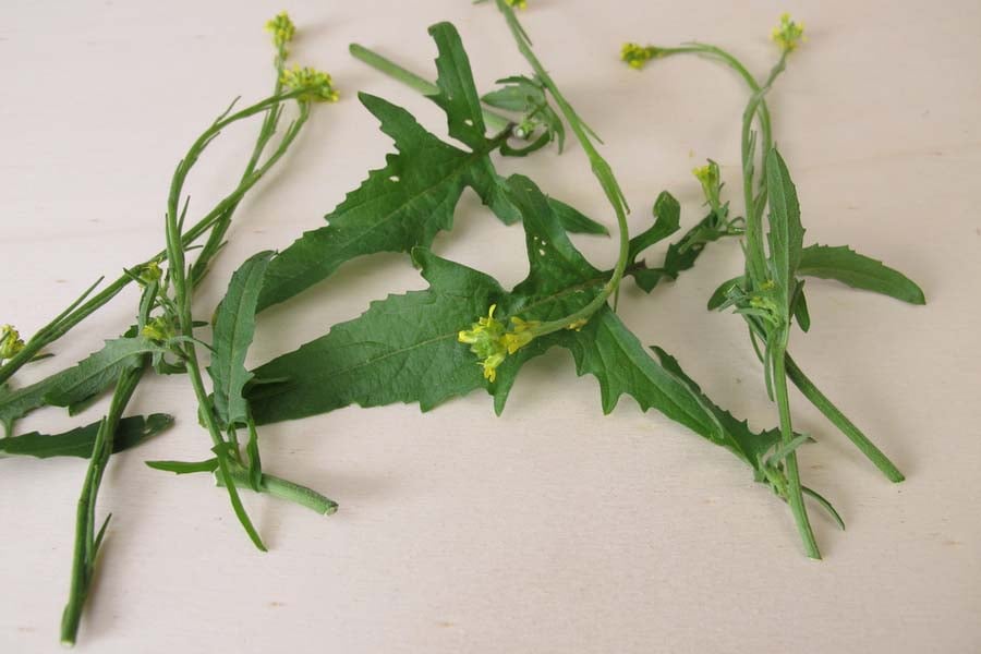 лечебна мъдрица