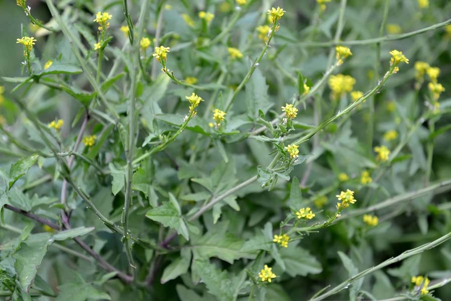 лечебна мъдрица