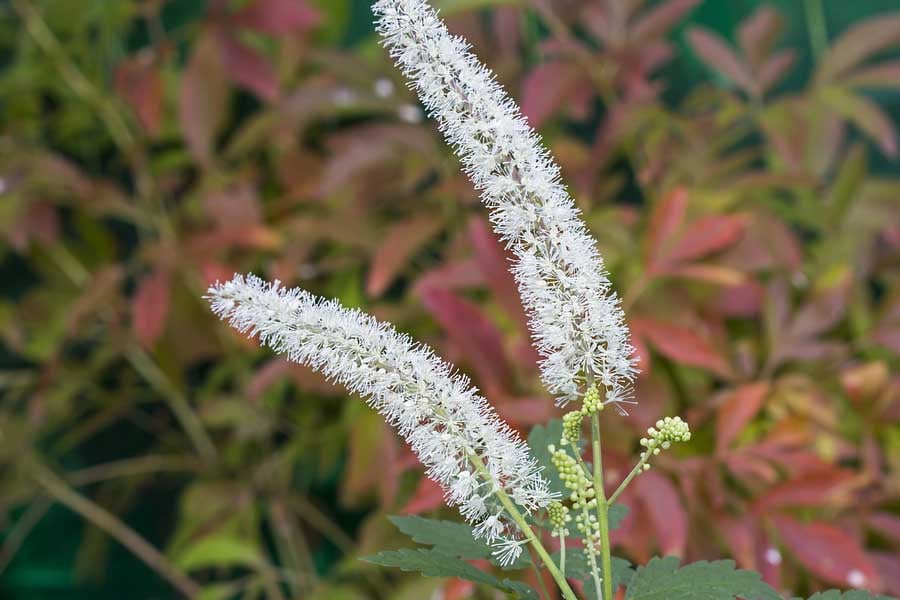 Черен кохош - билка за облекчаване на менопаузата 8 черен кохош