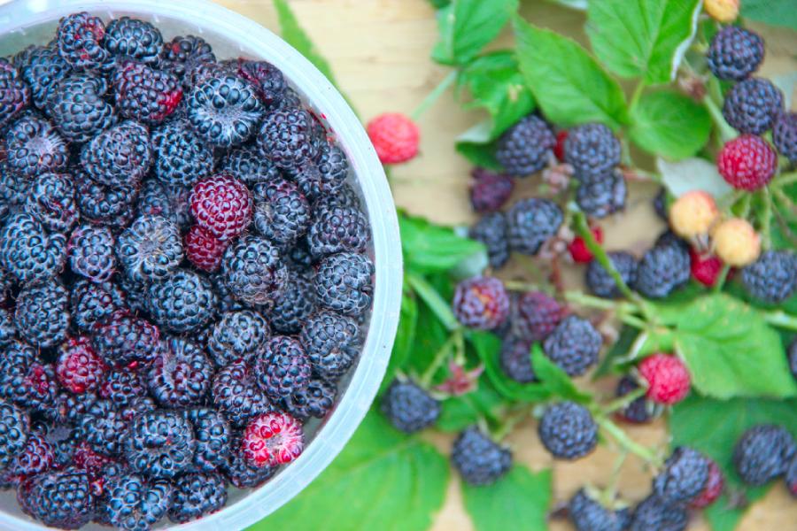 Черна малина - кой е този плод? 7 хранителни стойности на черна малина