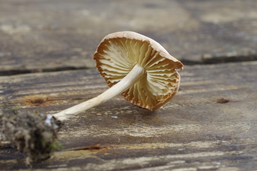 обикновена челядинка