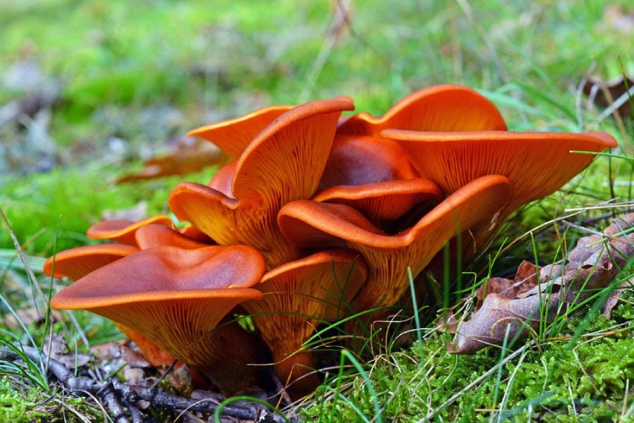 отровен двойник на почи крак