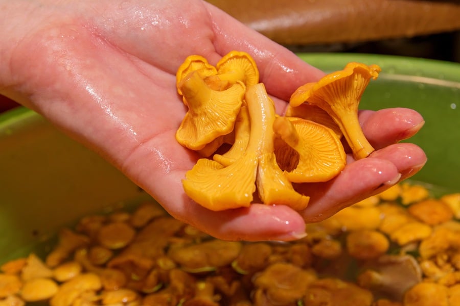 ползи от пачи крак