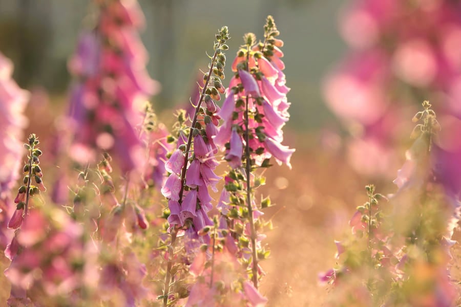 сърдечни гликозиди