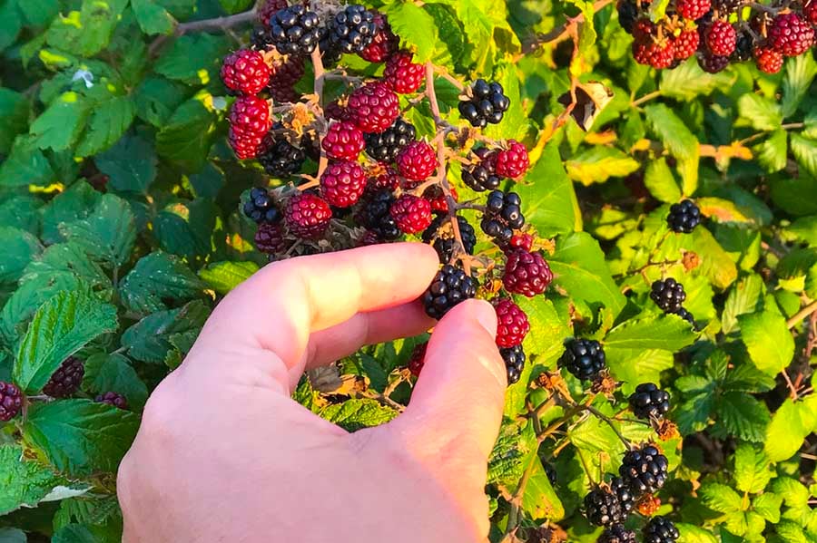 антоцианини