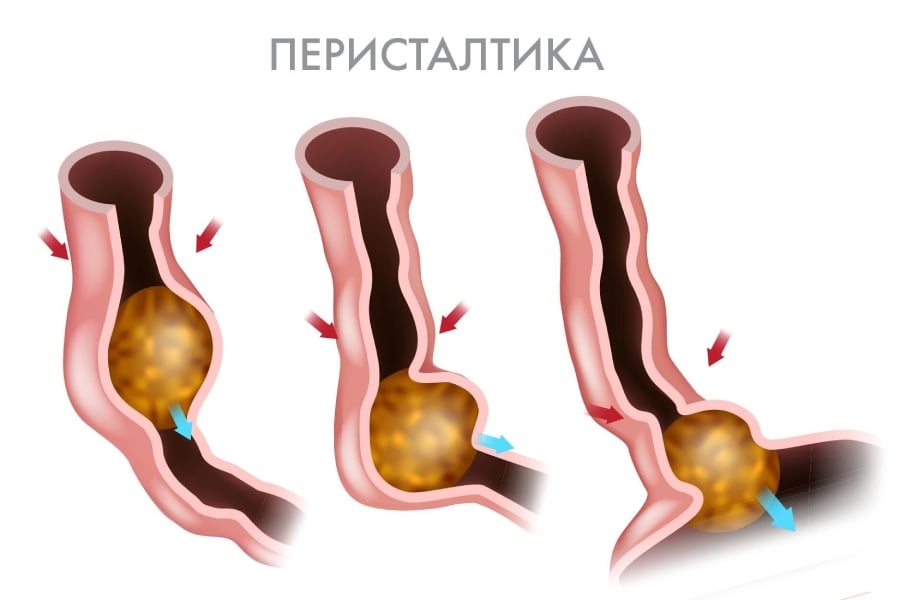 перисталтика