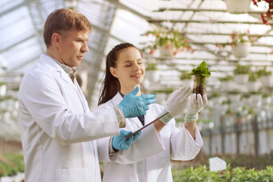 Сибирски женшен.