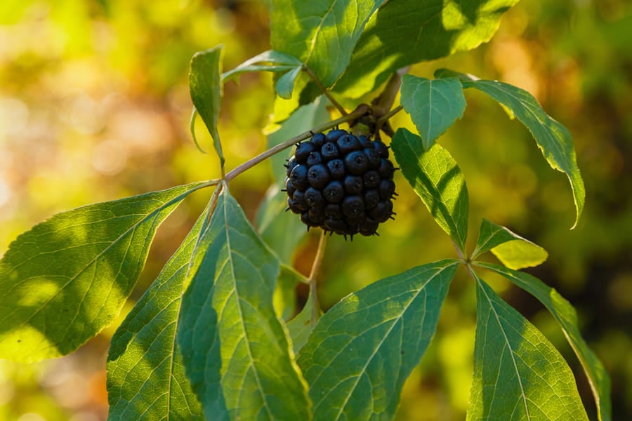 Сибирски женшен.