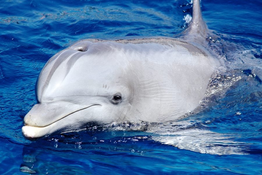 Сън, хранене и тренировки според хронотипа - как да ги приспособим? 8 хронотип делфин