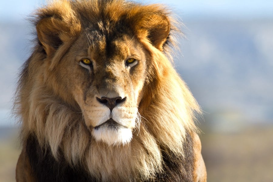 Сън, хранене и тренировки според хронотипа - как да ги приспособим? 7 хронотип лъв