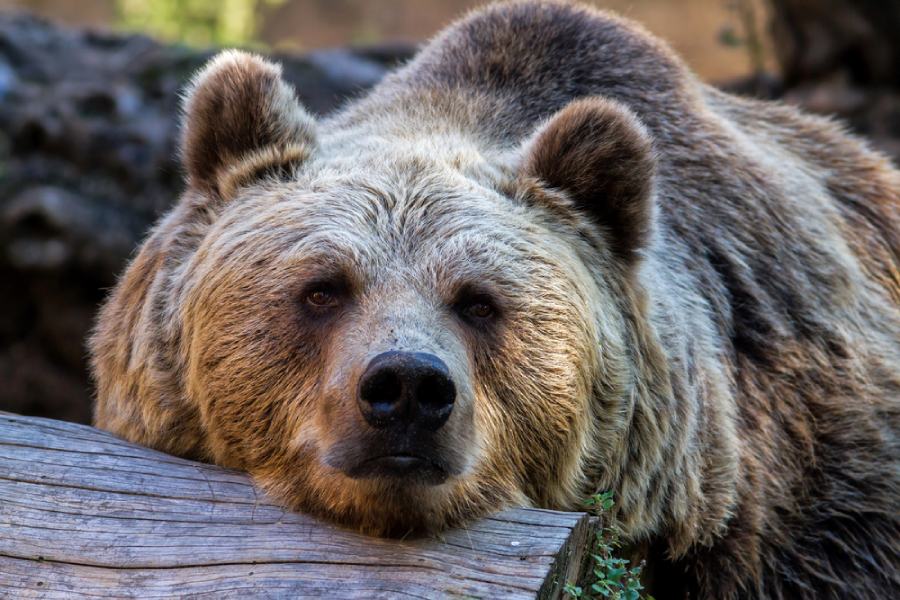 Сън, хранене и тренировки според хронотипа - как да ги приспособим? 5 хронотип мечка