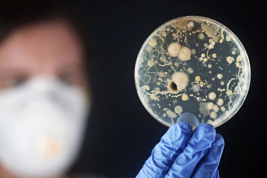 Бактерията Moraxella catarrhalis 