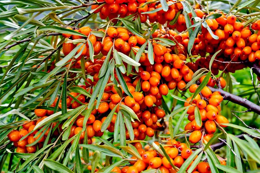 Може ли да е опасна облепихата?