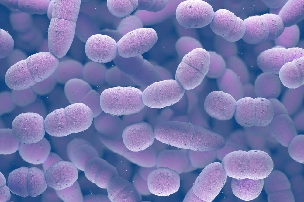 Streptococcus pneumoniae: всичко за бактерията и къде вирее 8 Streptococcus pneumoniae
