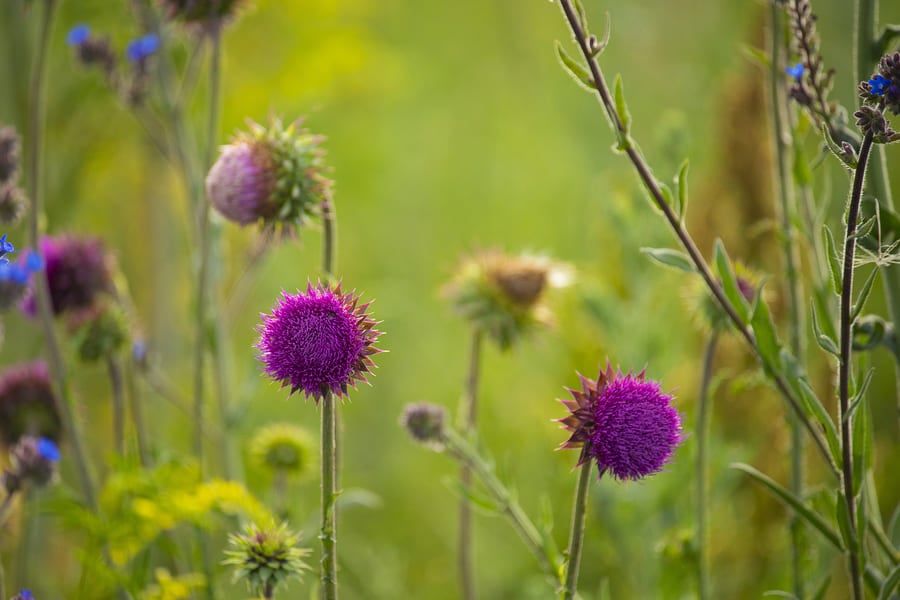 Силибин комплекс.