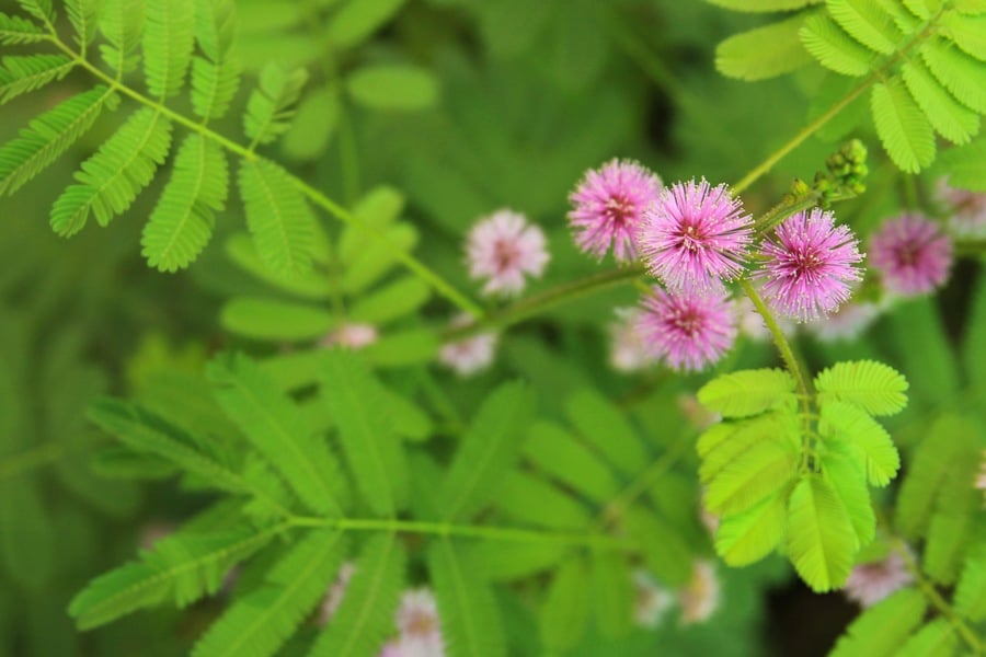 Мимоза: произход, свойства и приложение 6 мимоза, физическа характеристика