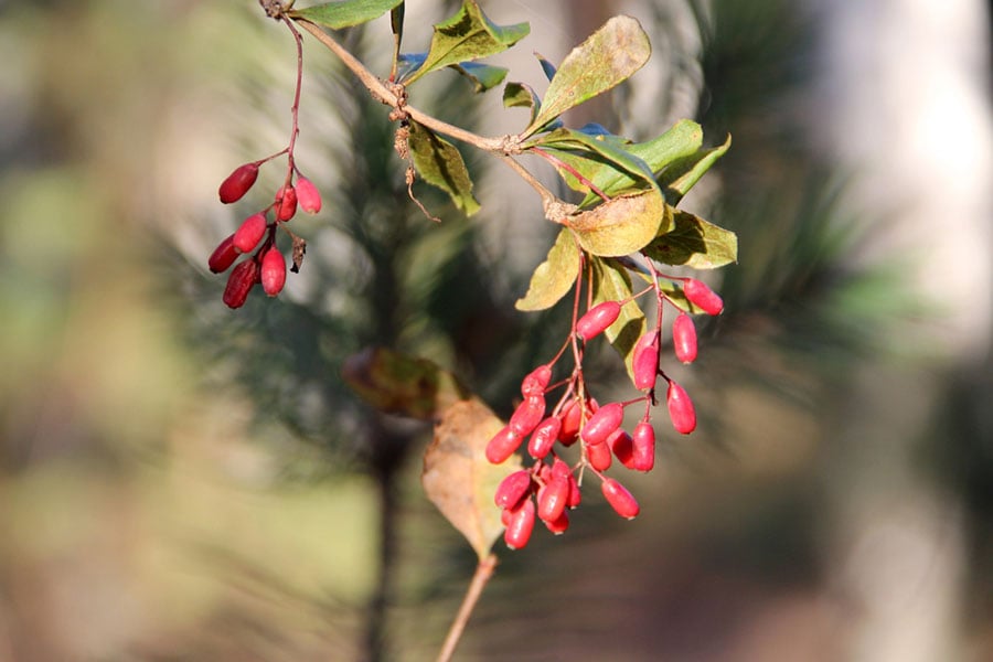 Как да отслабнем без тренировки?, берберин