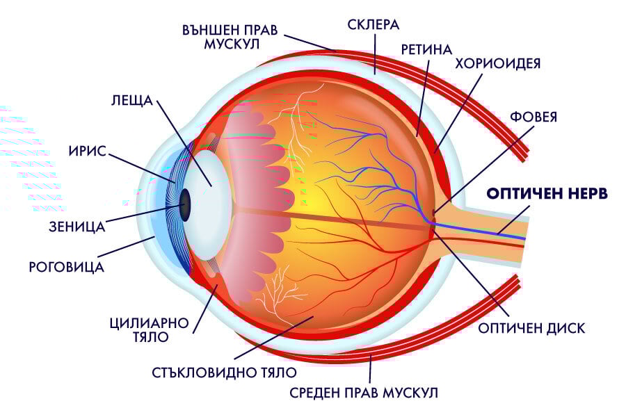 Неврит на зрителния нерв, структура