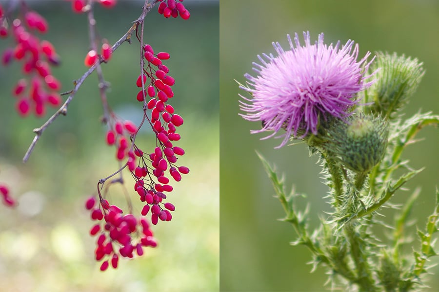 Берберин и бял трън.