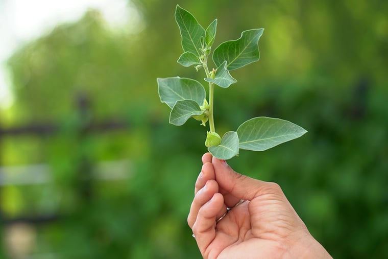 най-добрата ашваганда, цена-качество