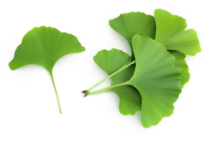 периферна нервна система