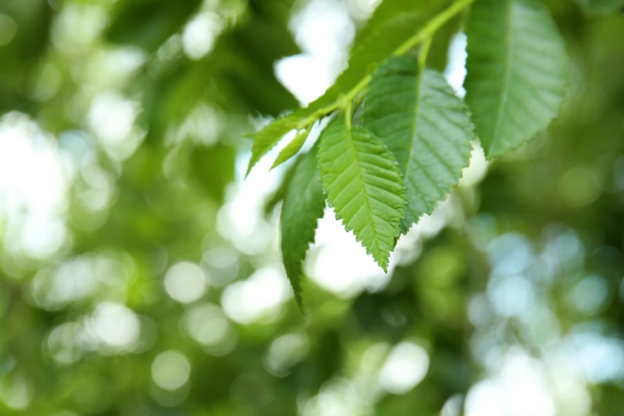 Хлъзгав бряст полезен при гастрит